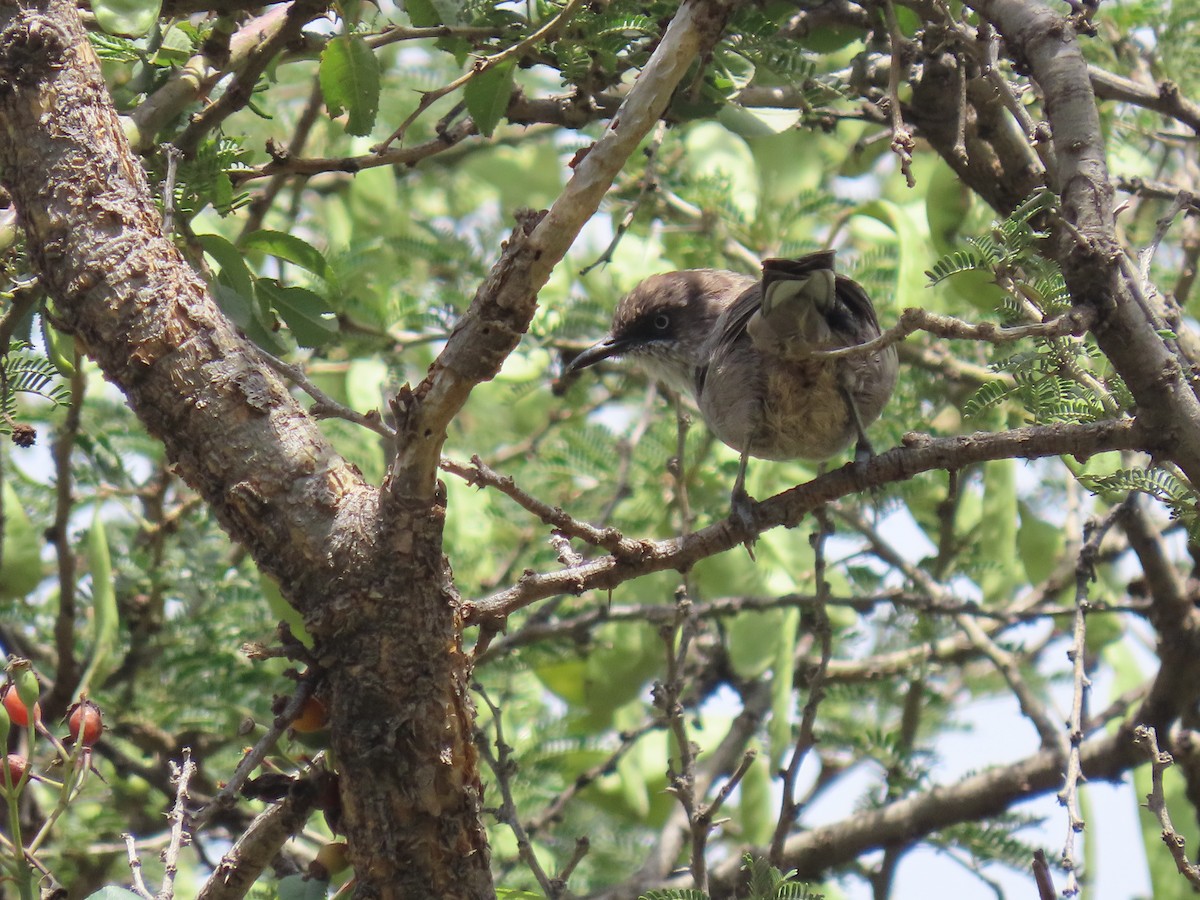 Yemen Warbler - ML623703963