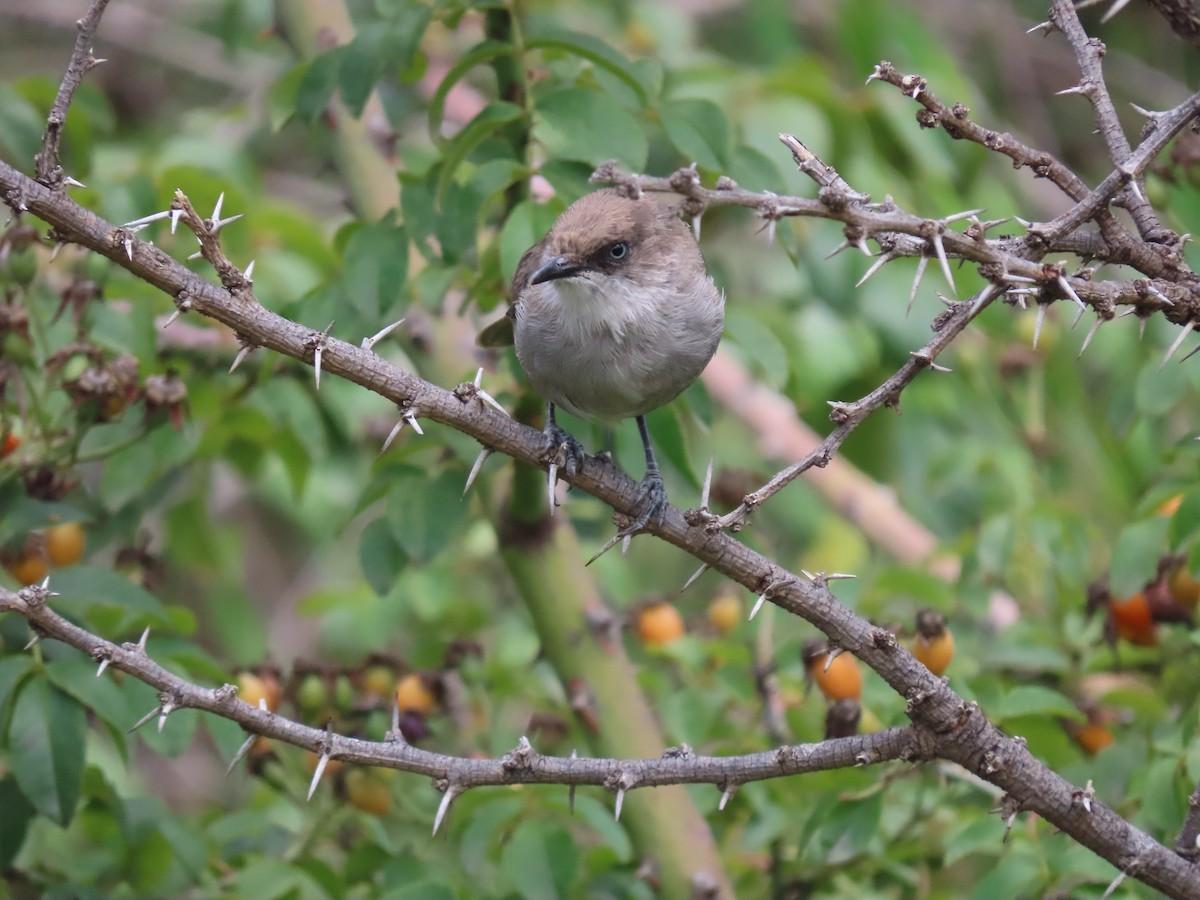 Yemen Warbler - ML623703964