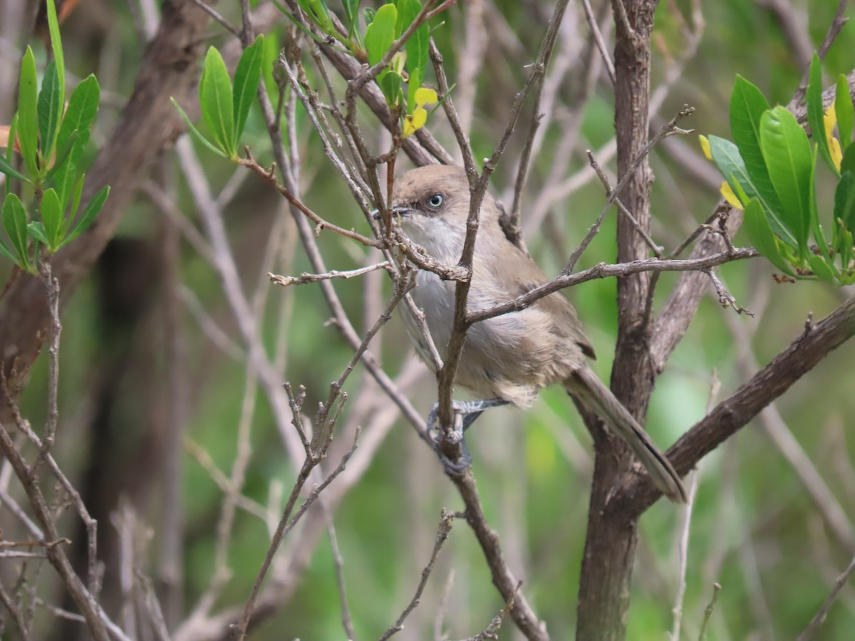 Yemen Warbler - ML623703965