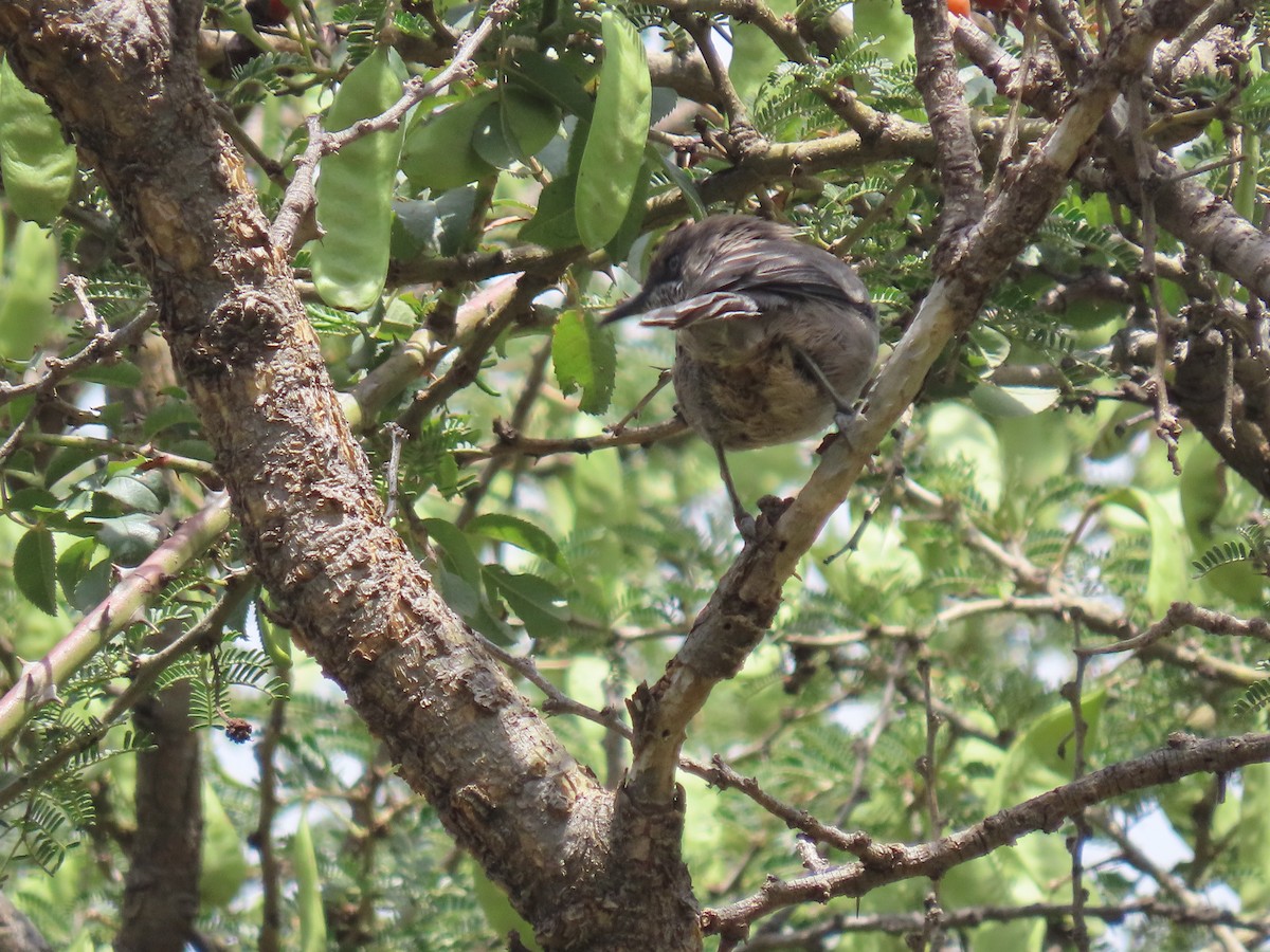 Yemen Warbler - ML623703967