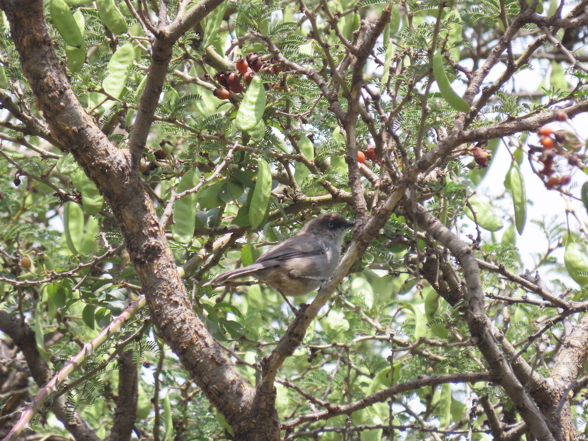 Yemen Warbler - ML623703968