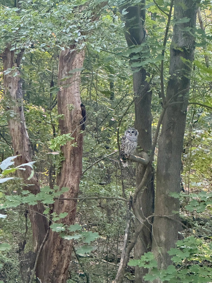 Barred Owl - ML623704017