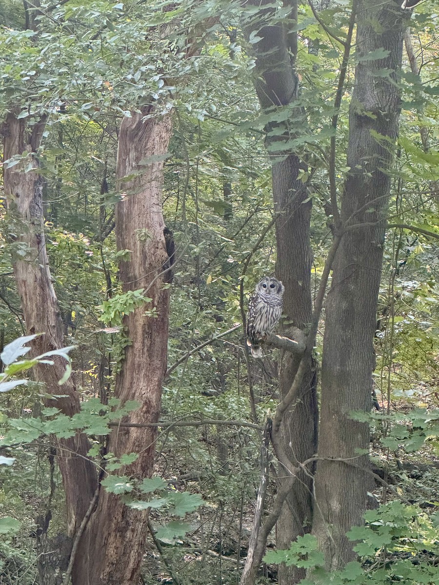 Barred Owl - ML623704018