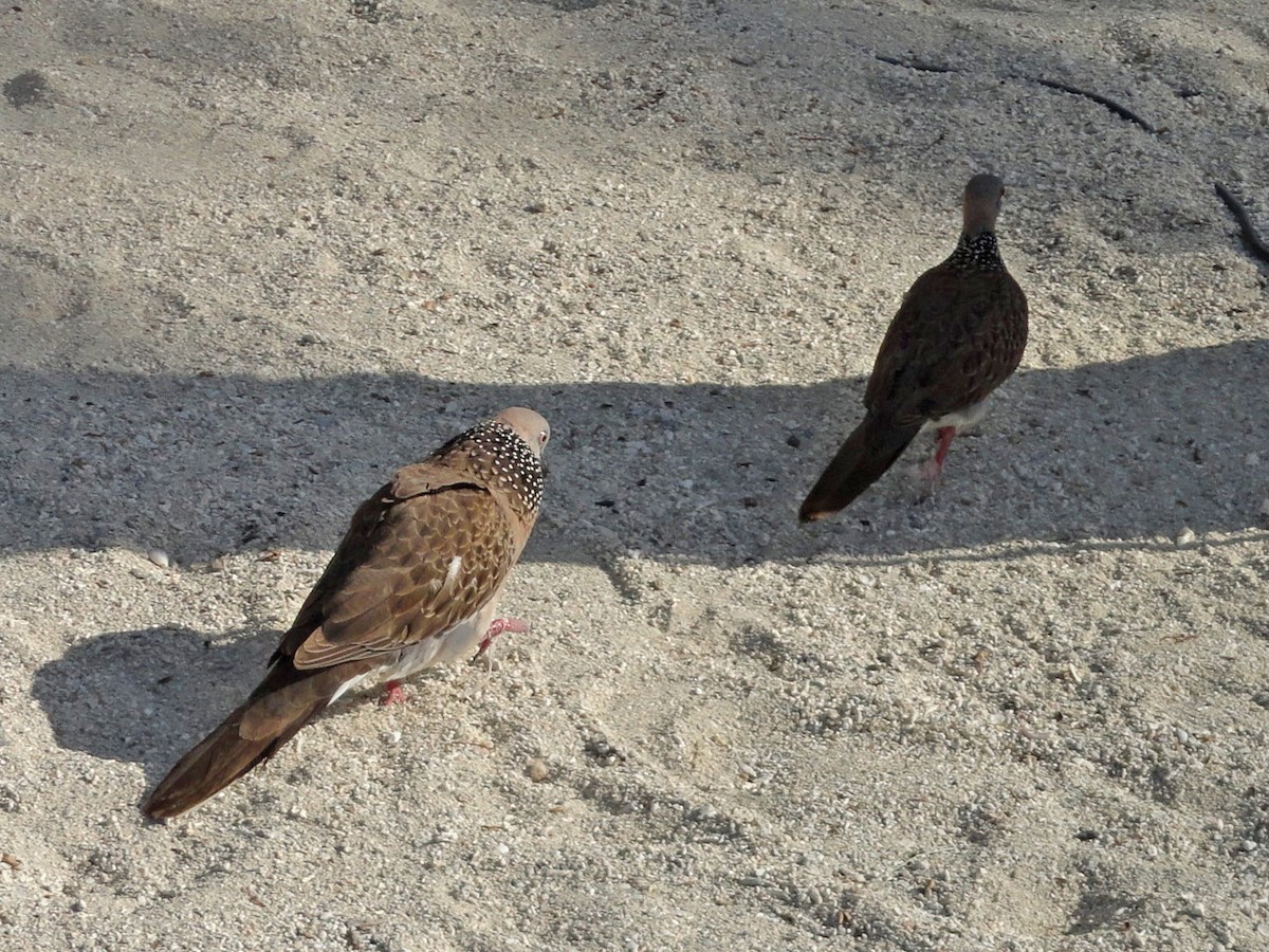 Spotted Dove - ML623704035