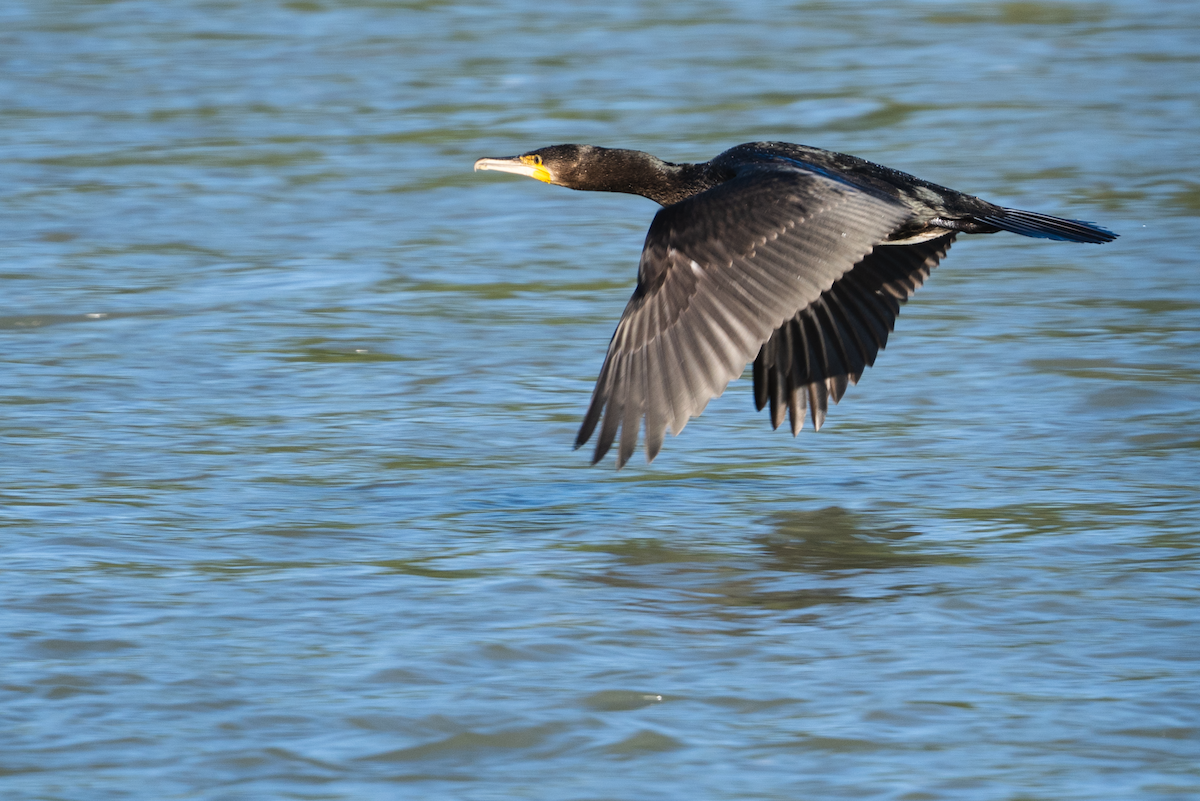 Cormorán Grande - ML623704059