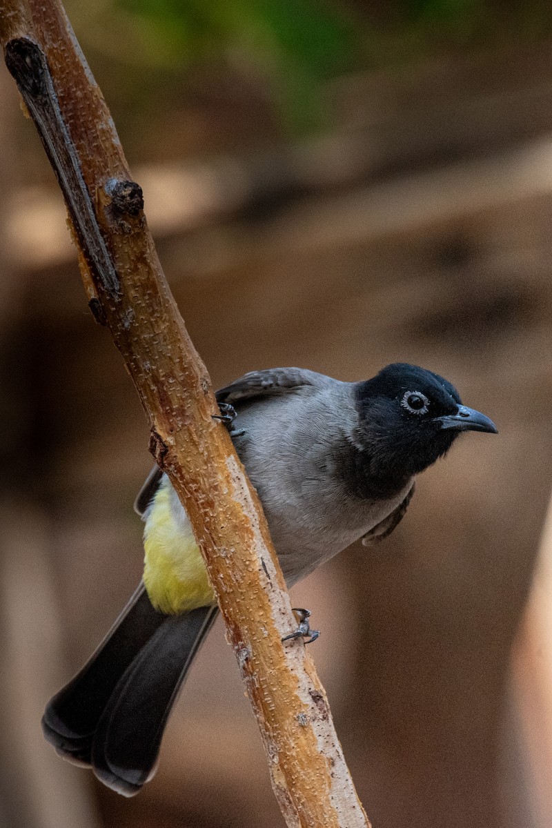 White-spectacled Bulbul - ML623704060