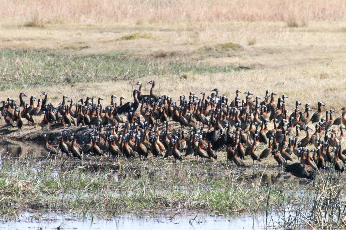 Spur-winged Goose - dan davis