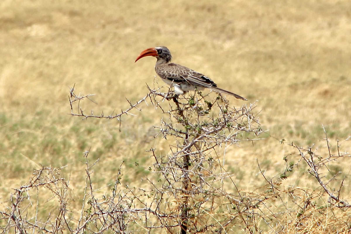 Bradfield's Hornbill - ML623704108