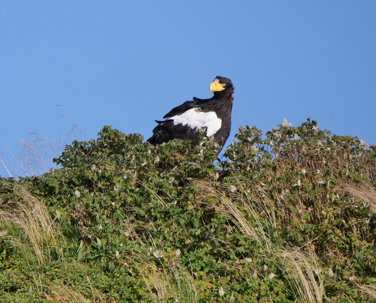 Steller's Sea-Eagle - ML623704114