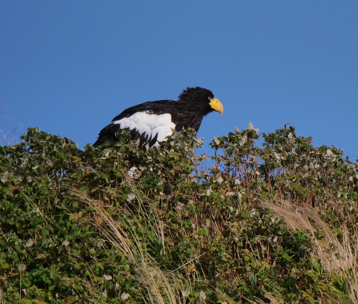 Steller's Sea-Eagle - ML623704115