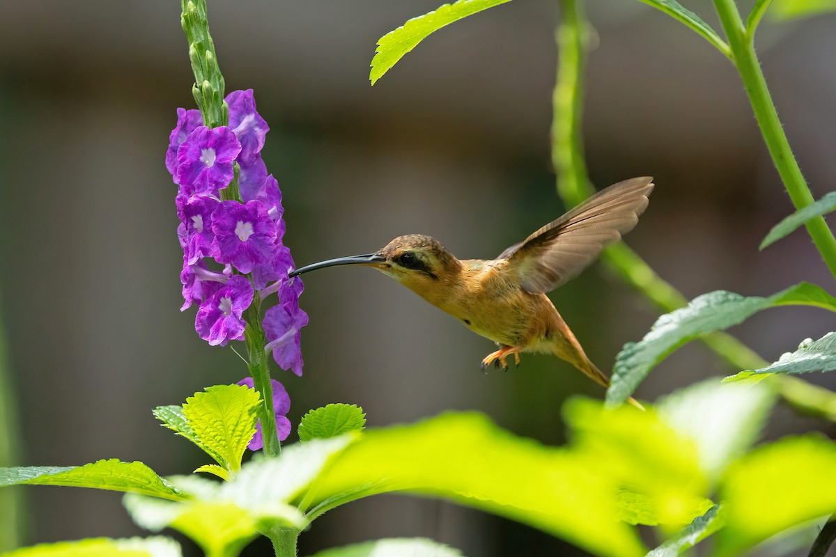 Reddish Hermit - ML623704125