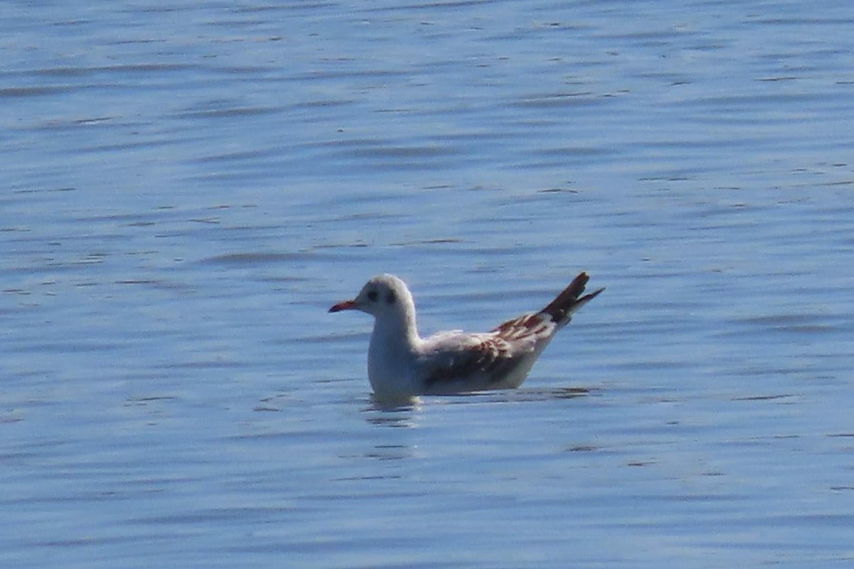 Black-headed Gull - ML623704132