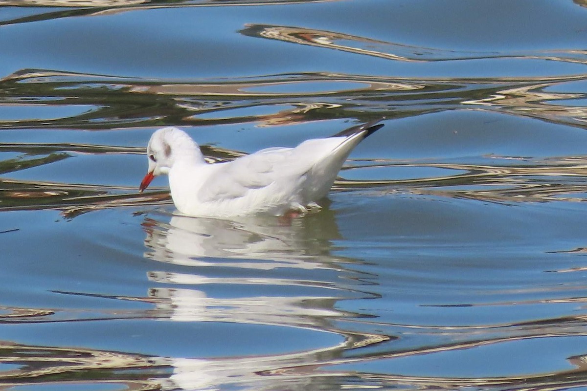 Black-headed Gull - ML623704133