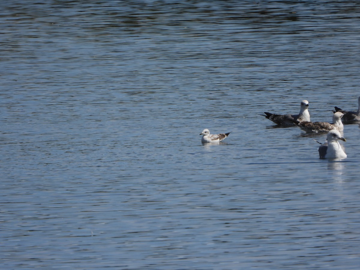 Gaviota Cabecinegra - ML623704138