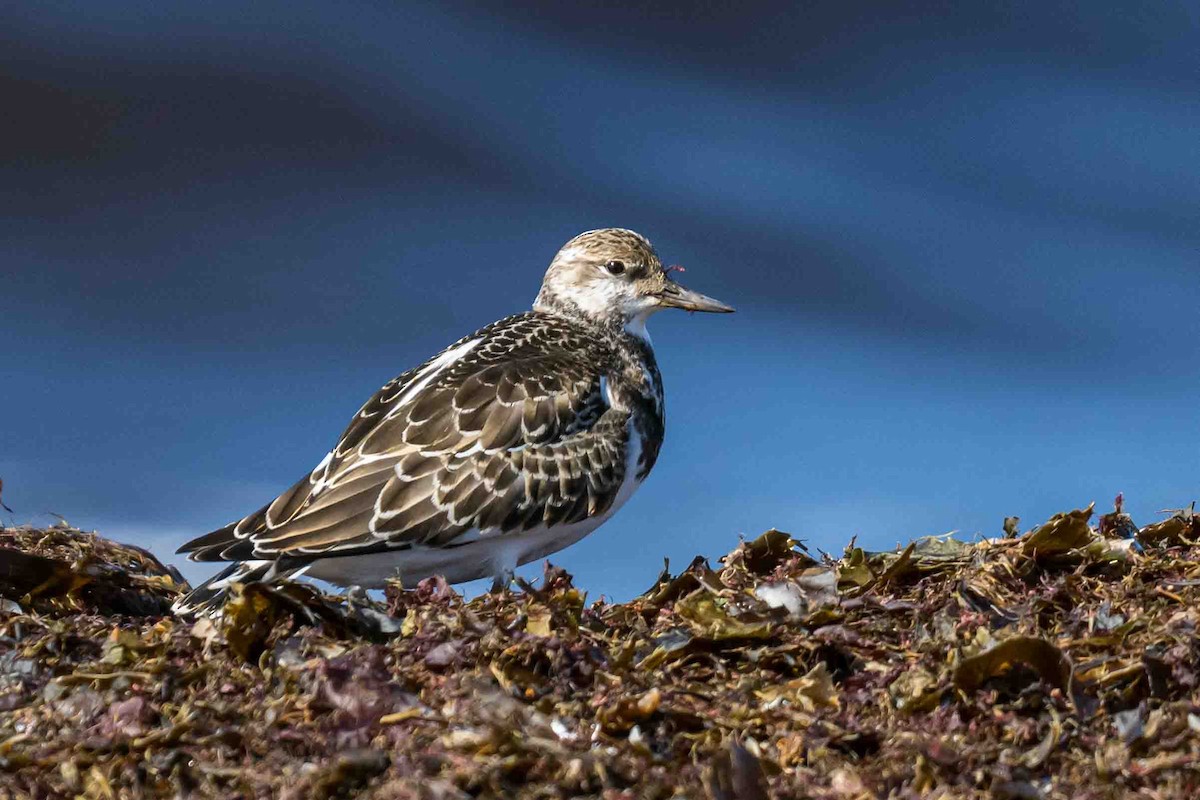 Ruddy Turnstone - ML623704173