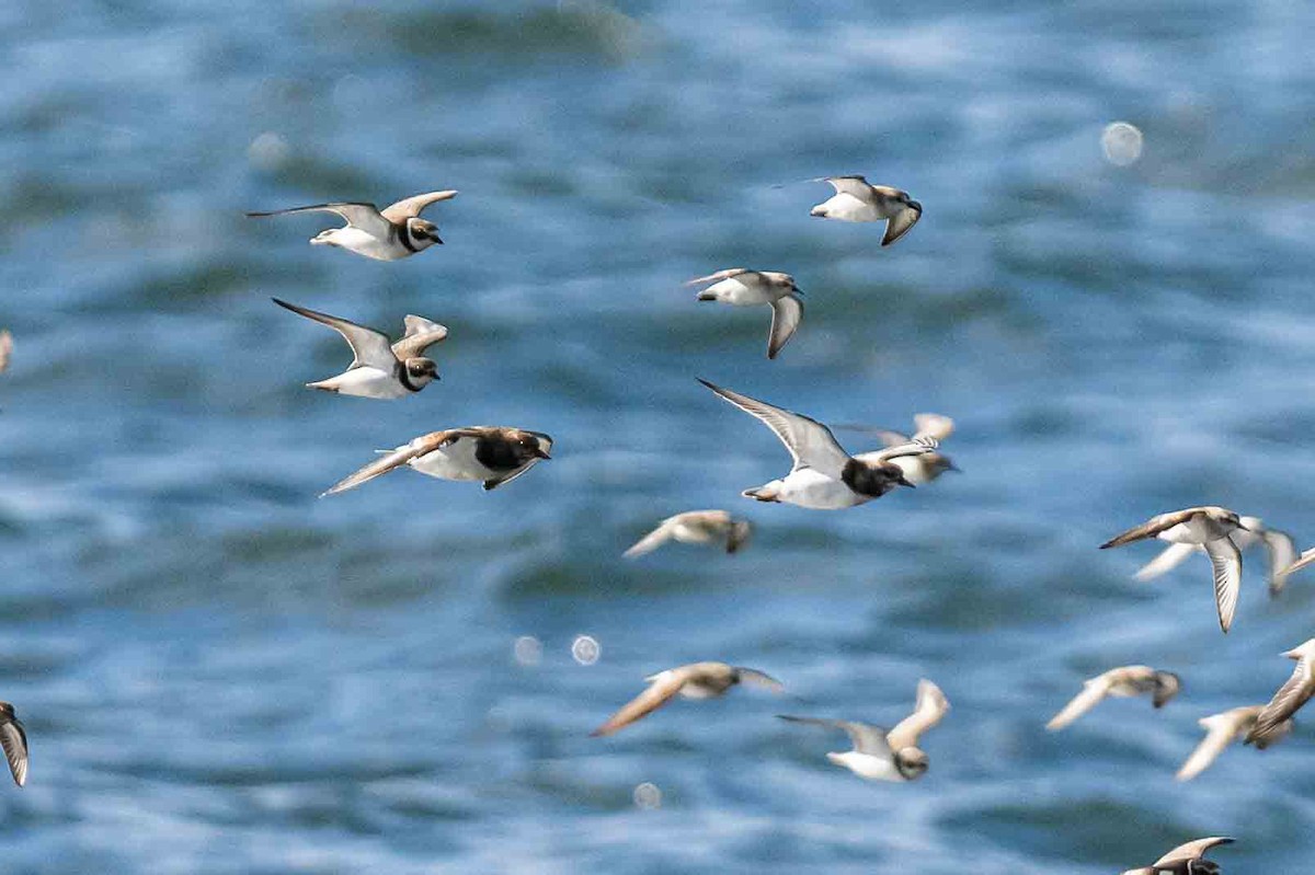 Ruddy Turnstone - ML623704174