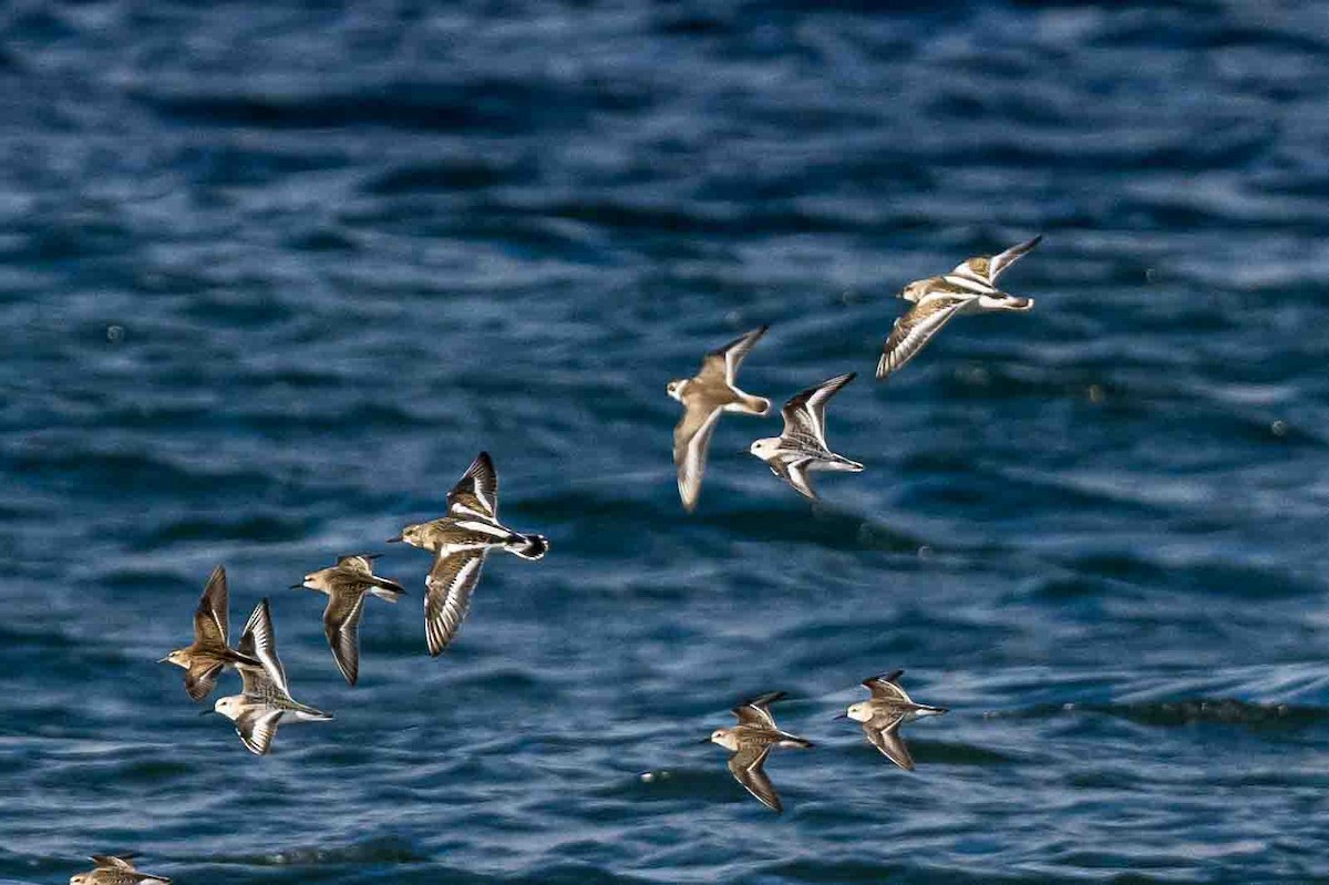 Ruddy Turnstone - ML623704175