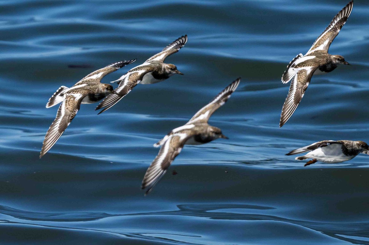 Ruddy Turnstone - ML623704176