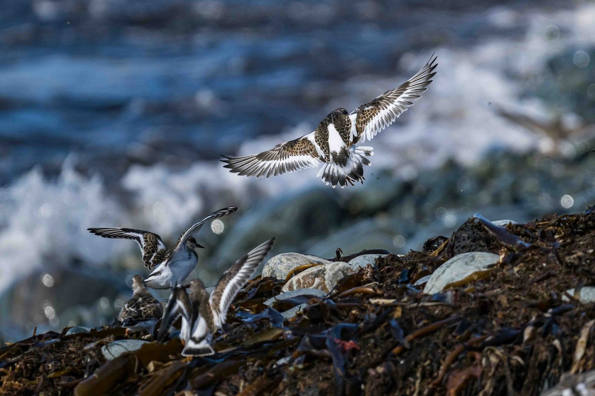 Ruddy Turnstone - ML623704177