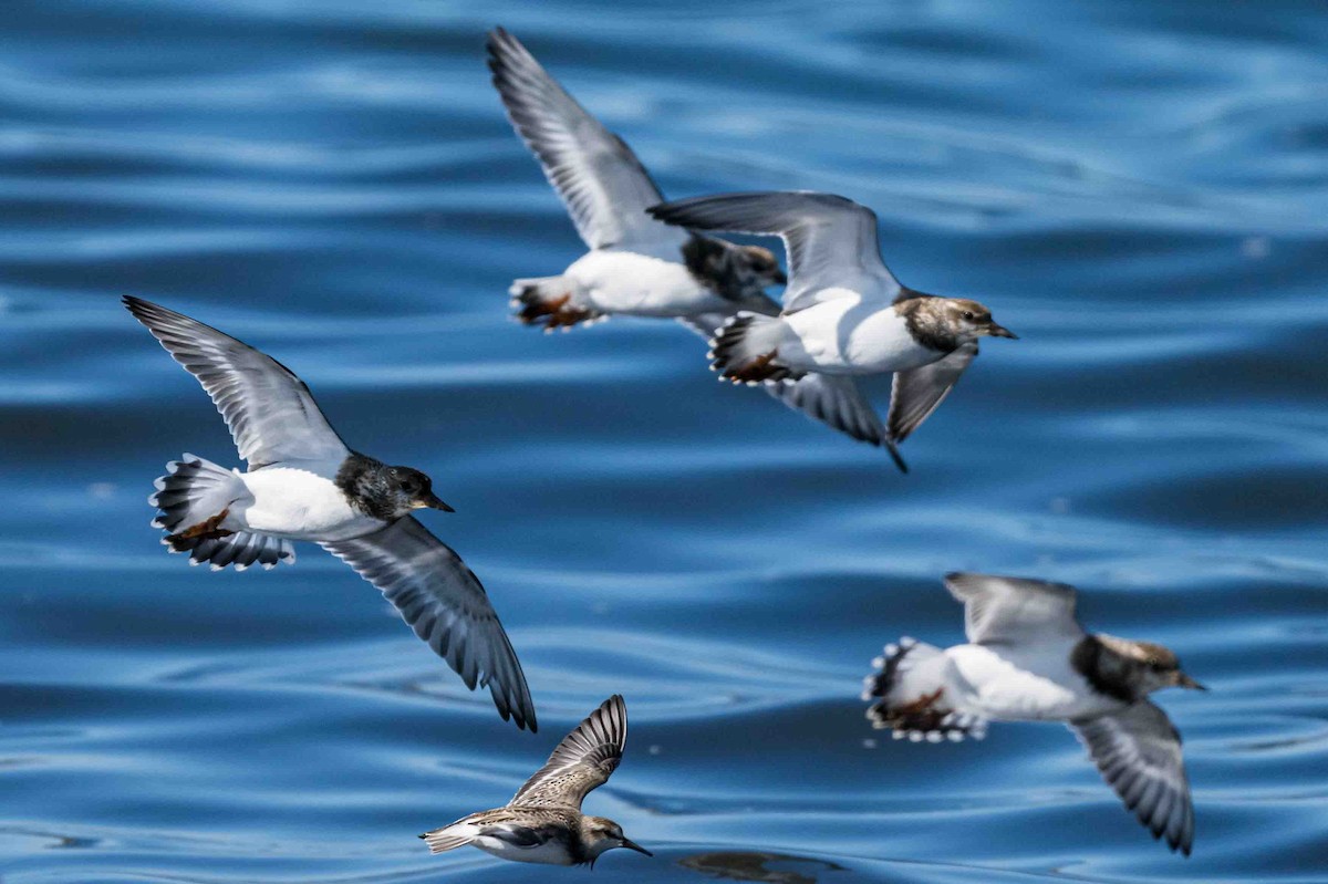 Ruddy Turnstone - ML623704178