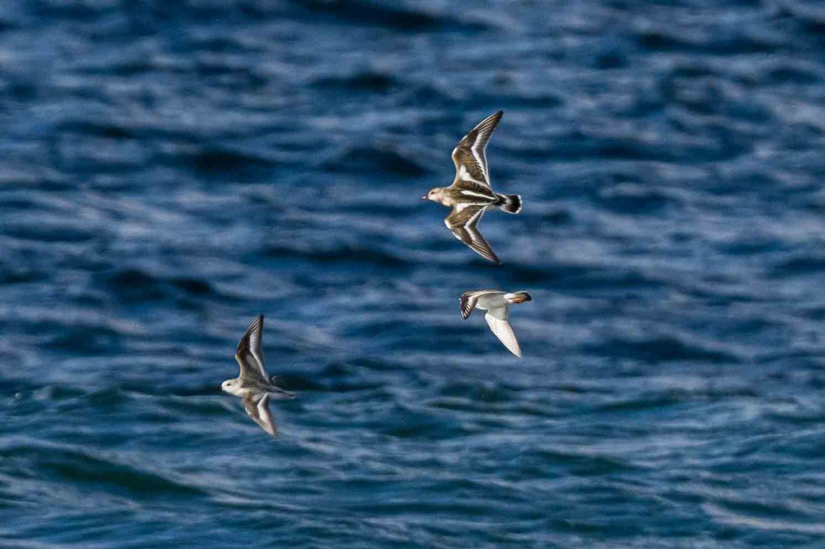 Ruddy Turnstone - Frank King