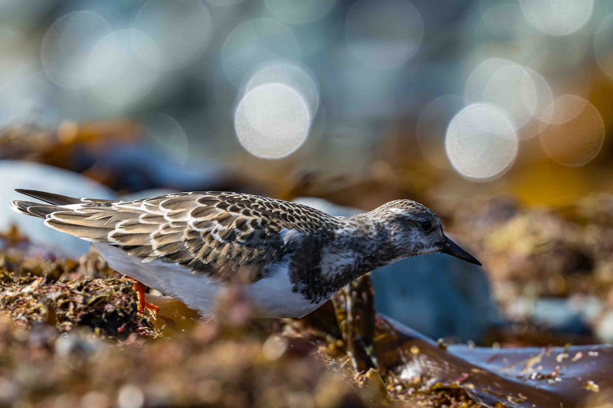 Ruddy Turnstone - ML623704180