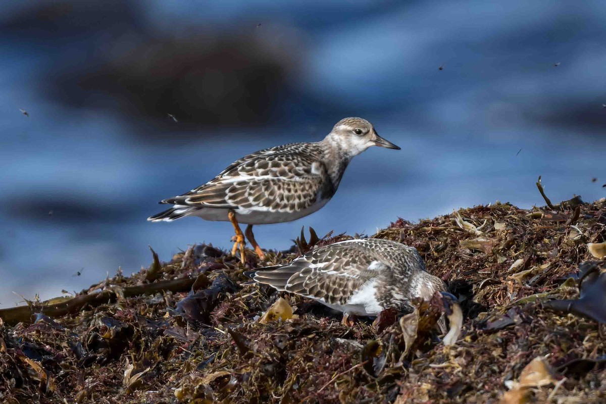 Ruddy Turnstone - ML623704181