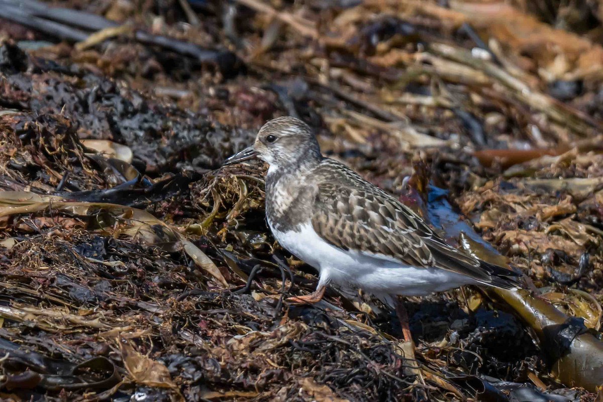 Ruddy Turnstone - ML623704182