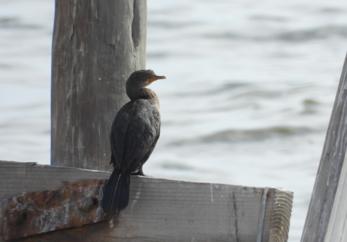 Crowned Cormorant - ML623704188