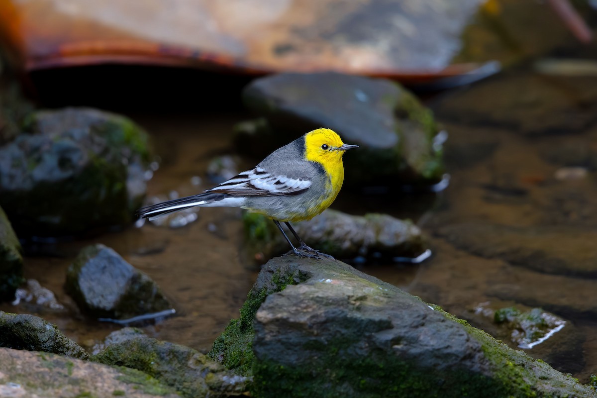 Citrine Wagtail - ML623704191