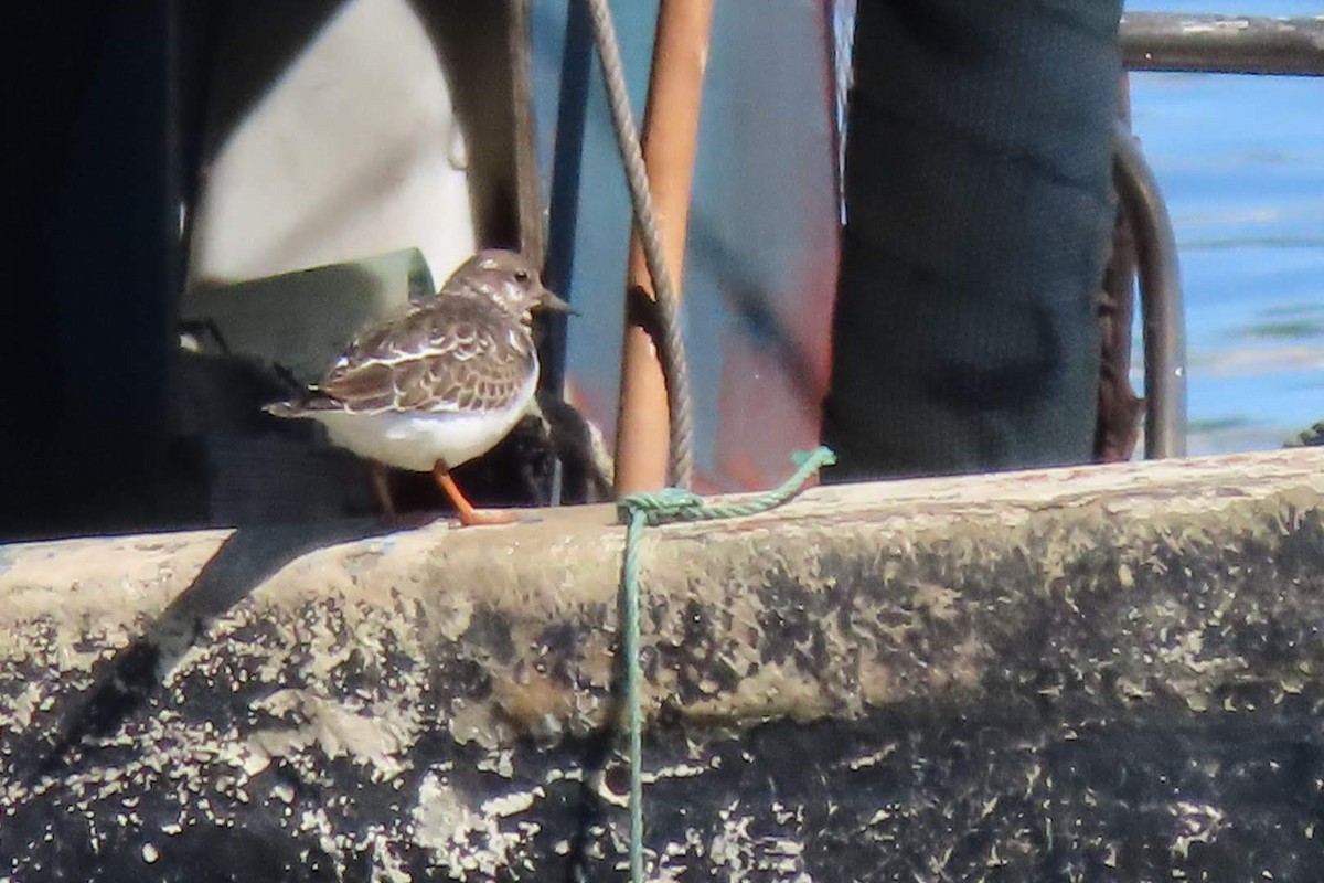 Ruddy Turnstone - ML623704192