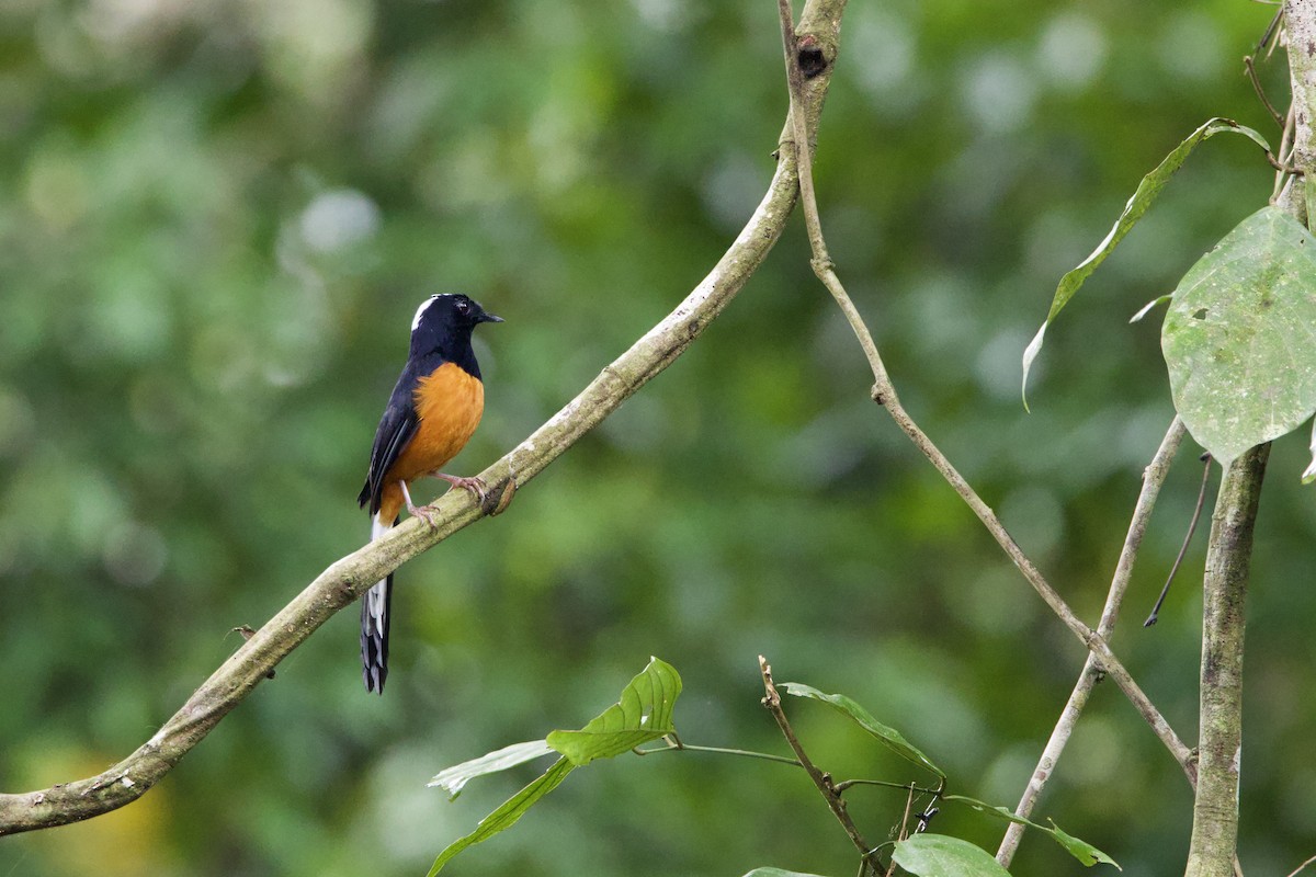 White-crowned Shama - Shannon Fair