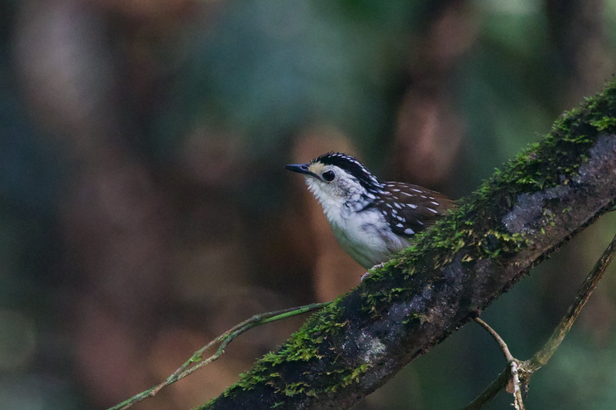 Striped Wren-Babbler - ML623704250