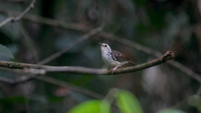 Striped Wren-Babbler - ML623704251