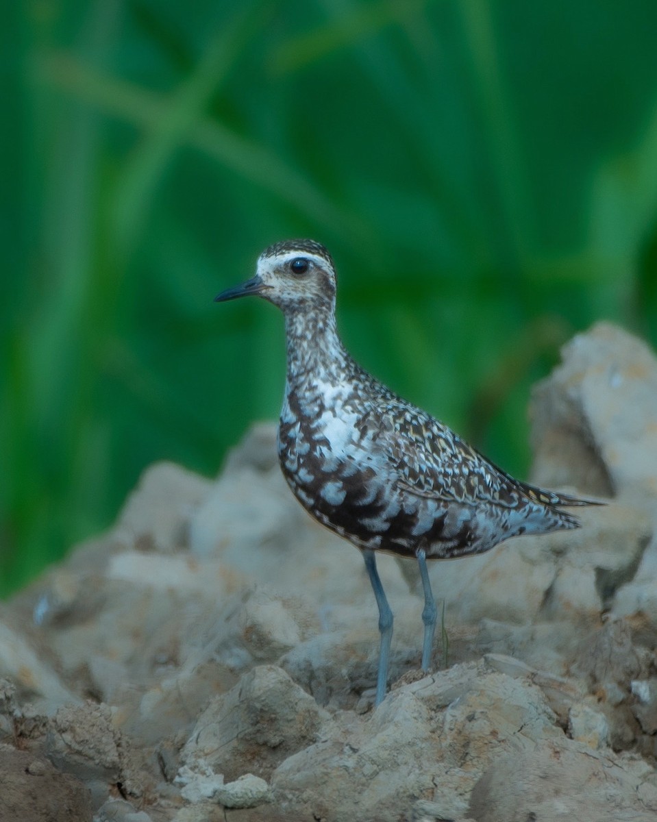 Pacific Golden-Plover - Irfan  Jeelani