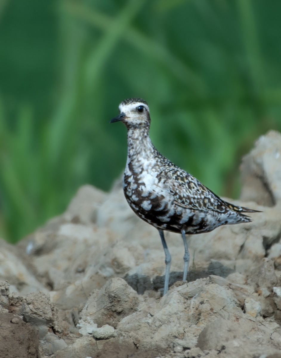 Pacific Golden-Plover - ML623704302