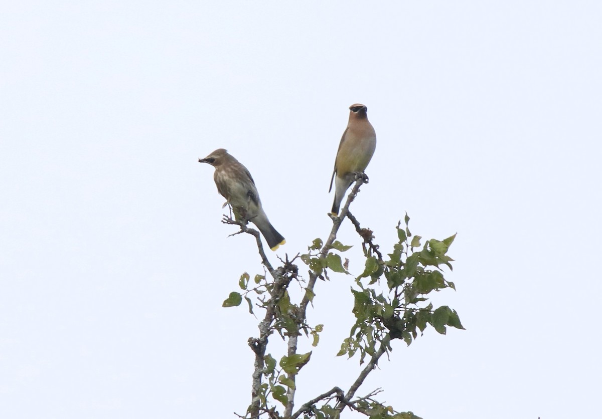 Cedar Waxwing - ML623704324