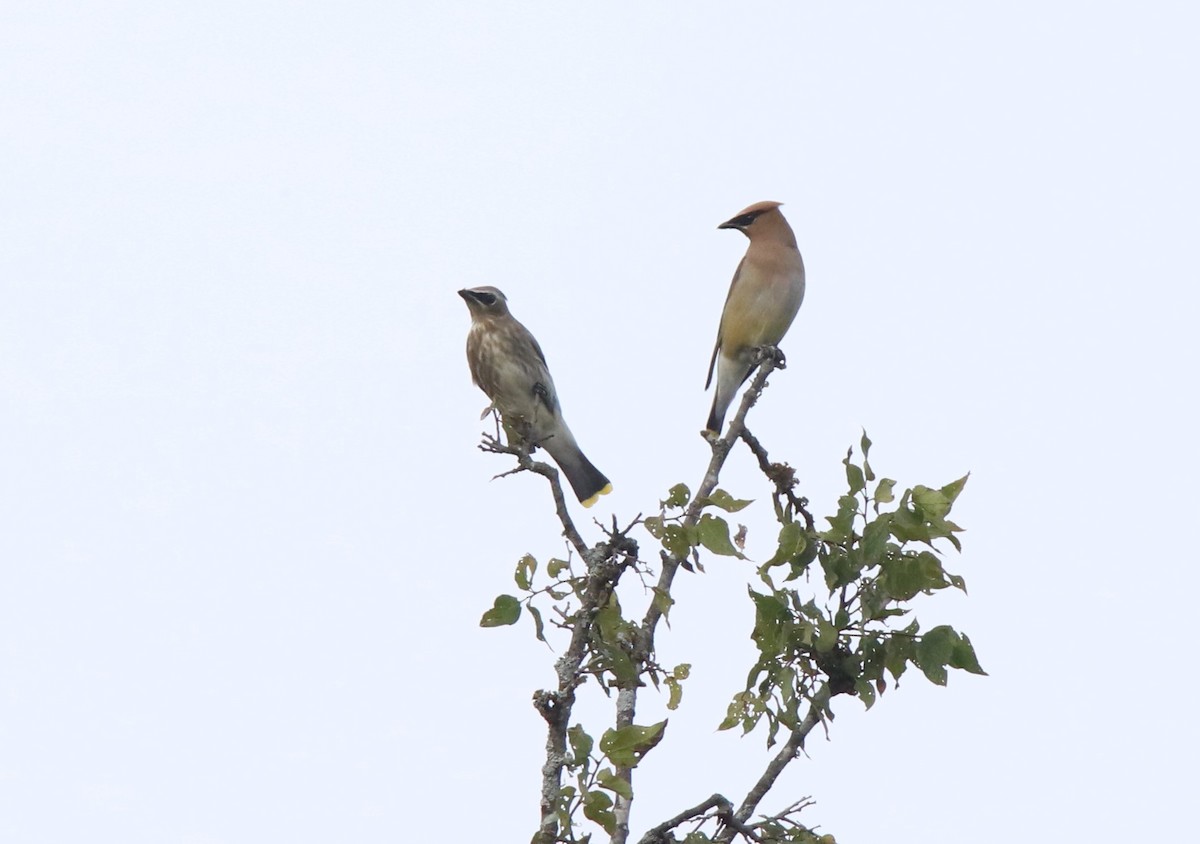 Cedar Waxwing - ML623704325