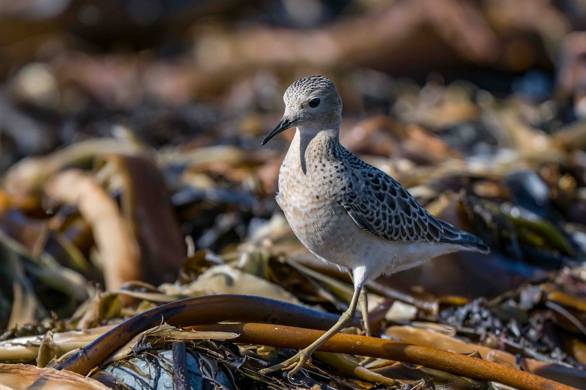 Buff-breasted Sandpiper - Frank King