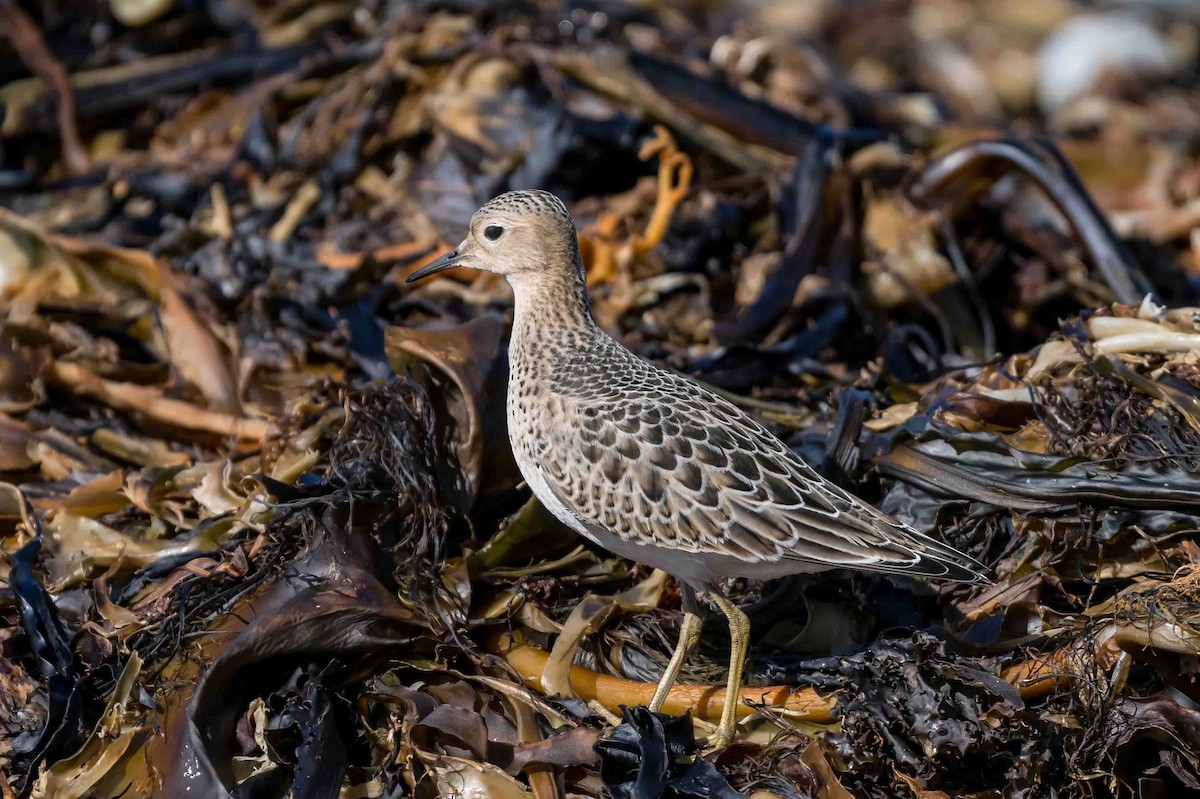 Buff-breasted Sandpiper - Frank King