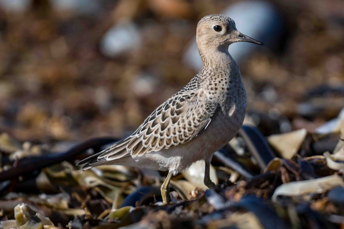 Buff-breasted Sandpiper - Frank King