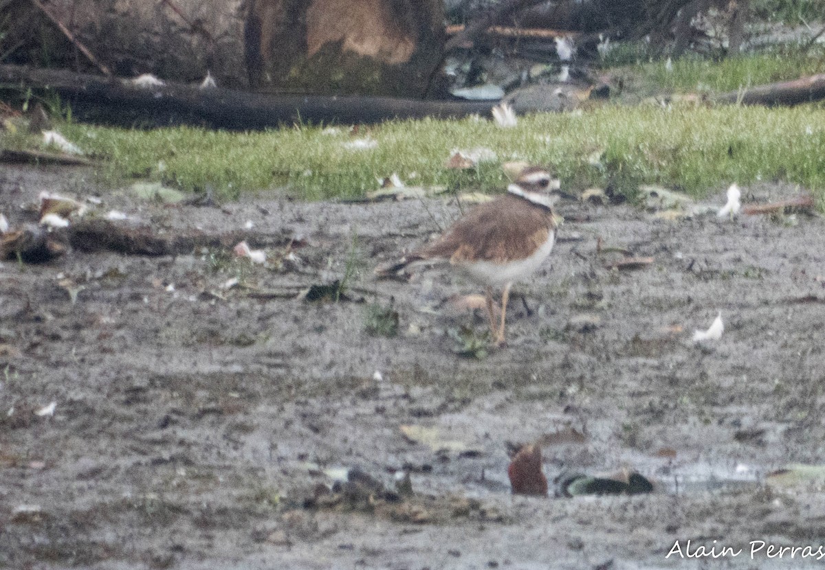 Killdeer - ML623704366