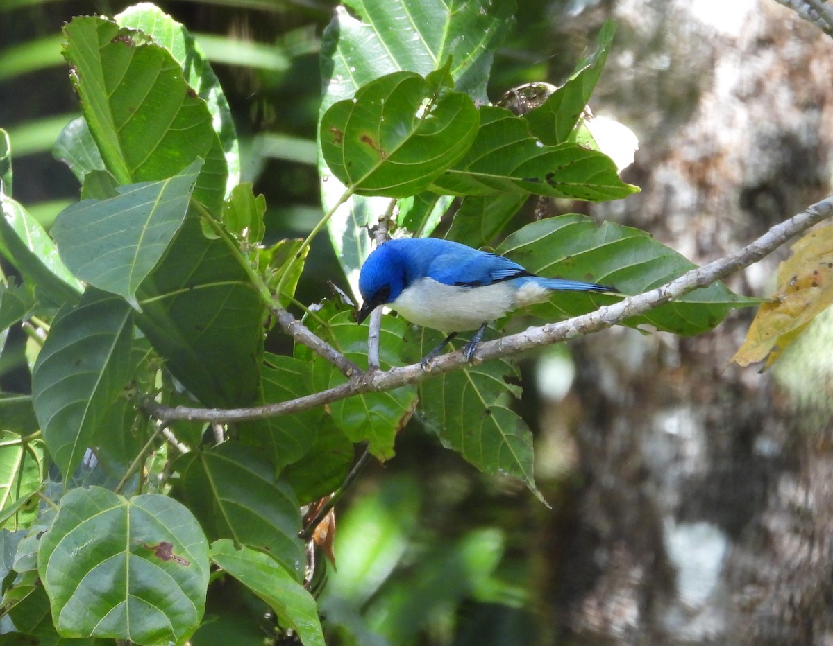 Madagascar Blue Vanga - ML623704370