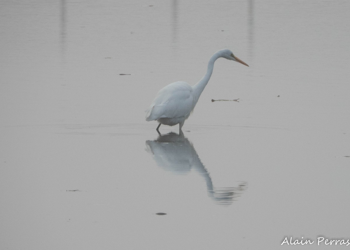 Great Egret - ML623704373