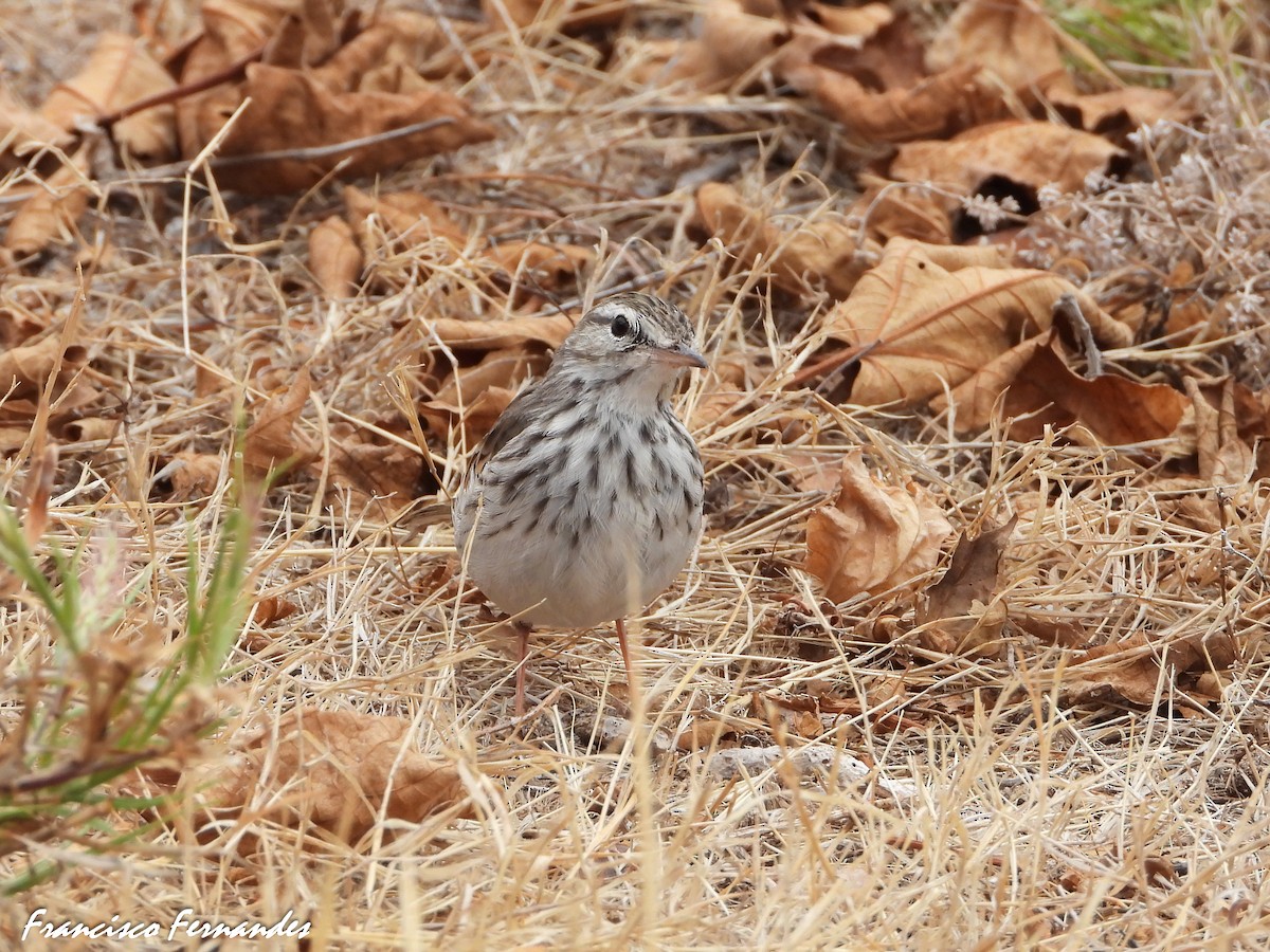 Berthelot's Pipit - ML623704383