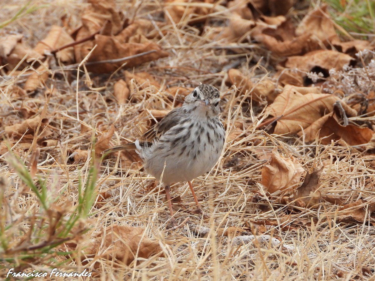 Berthelot's Pipit - ML623704384