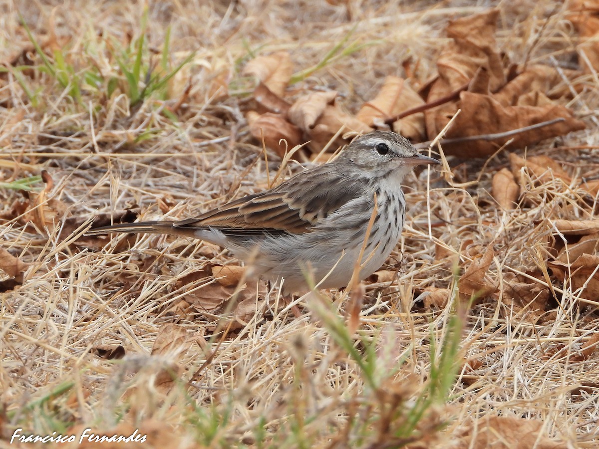 Berthelot's Pipit - ML623704385