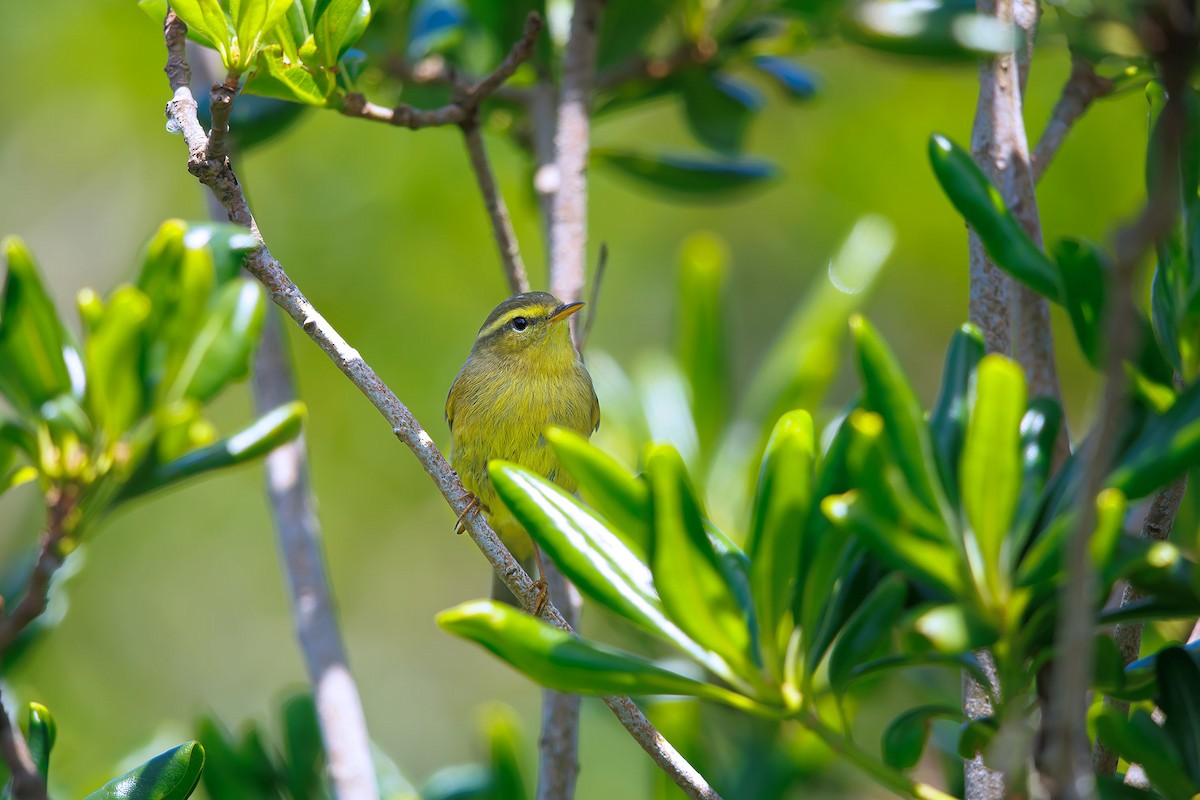 Mosquitero de Tickell/de Quinghai - ML623704444