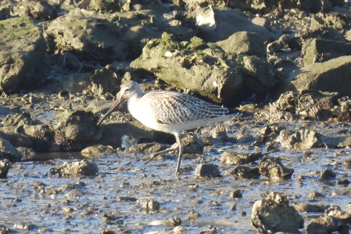 Bar-tailed Godwit - ML623704468