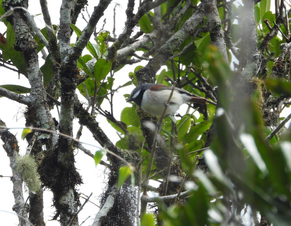 Red-tailed Vanga - ML623704474